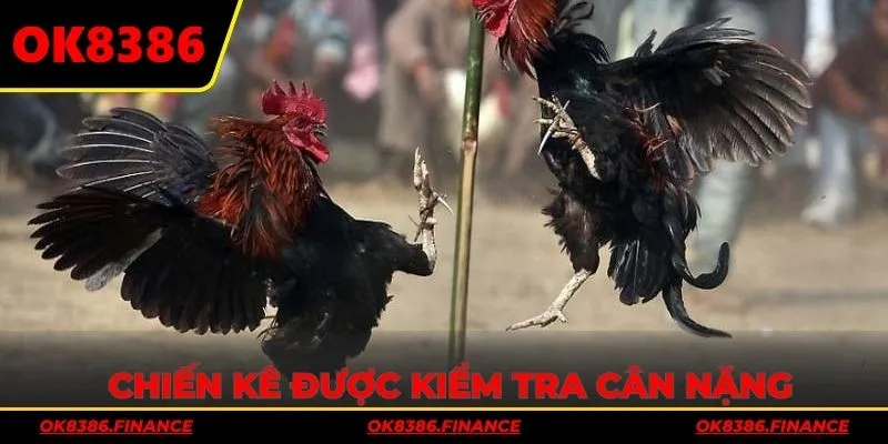 Chiến kê được kiểm tra nghiêm ngặt về cân nặng và ngoại hình