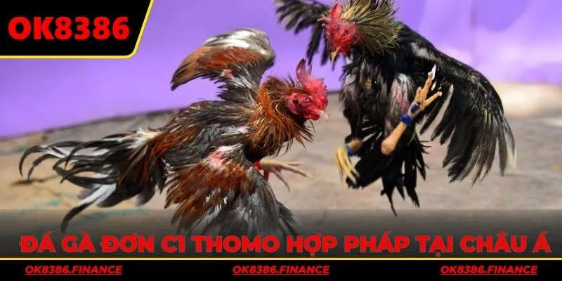 Đá gà đơn C1 Thomo hợp pháp với quy mô lớn tại châu Á