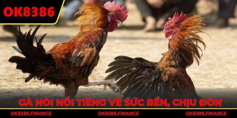 Gà nòi nổi tiếng về sức bền, chịu đòn và tấn công dũng mạnh